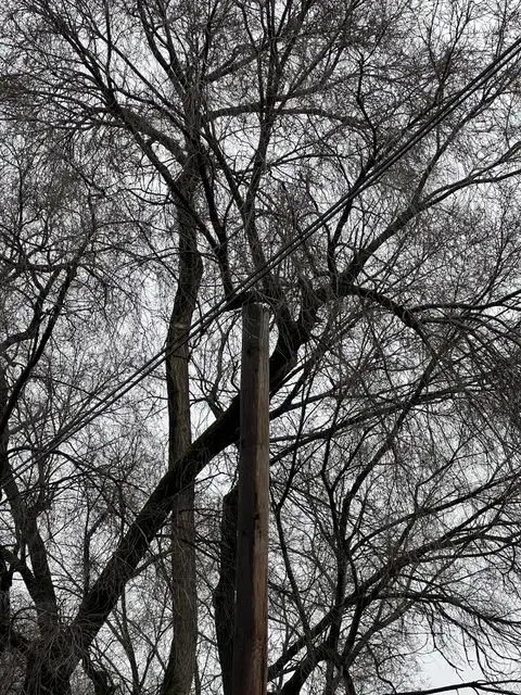Bare branches and power lines etch patterns against a muted sky.